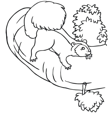 Squirrel On A Tree Coloring Page